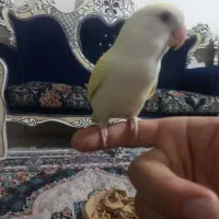 کوتوله برزیلی