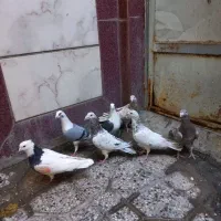 کبوترپلاکی سارسرور.پشت دار.طوقی.شامی