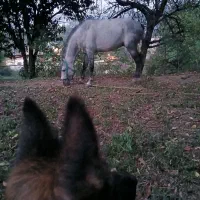 فروش اسب نریان نژاد کاسپین|اسب و تجهیزات اسبسواری|لاهیجان, آهندان|دیوار