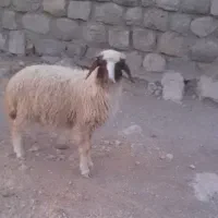 بره ماده