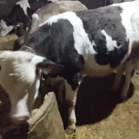 فروش حیوانات