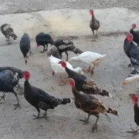 بوقلمون|حیوانات مزرعه|فاضل آباد, |دیوار