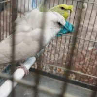 مرغ عشق پروانه ای رنگ خاص