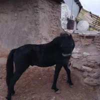 اسب۳سالهنو|اسب و تجهیزات اسبسواری|آوج, |دیوار