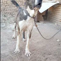 ماده جیران خراسانی خالص