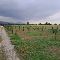 زمین-باغ-مرکبات-200متر-چشم-انداز-جنگل