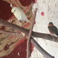 مرغ عشق مولد