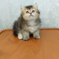 آبنباتای پشمالو|گربه|اصفهان, هزارجریب|دیوار