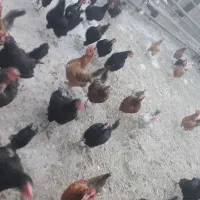 مرغ
