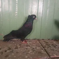 کبوتر زاغ آبادانی