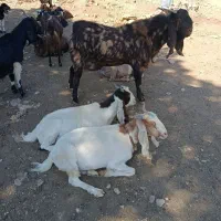 ساورین با دوتا بز داشتی درجه یک فروش|حیوانات مزرعه|آبدانان, |دیوار