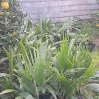 پالم نایلکسی|خدمات باغبانی و درختکاری|نوشهر, |دیوار