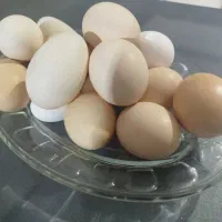 تخم مرغ نطفه دار محلی