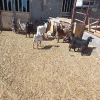 بزغاله داشتی کشتاری|حیوانات مزرعه|ساروق, |دیوار