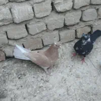 کفترپرشی حسابی|پرنده|یزدان شهر, |دیوار