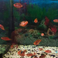 ماهی آکواریومی