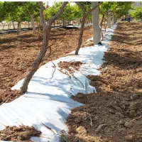 کف زمینی درخت پسته باغبانی کشاورزی مالچ