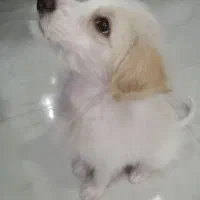 شیتزواشپیتز