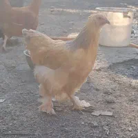 تخم مرغ برهما و رسمی نطفه دار|حیوانات مزرعه|تهران, مشیریه|دیوار