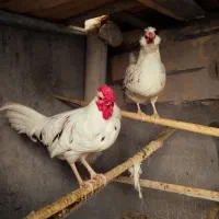 یک جفت گلین اصل