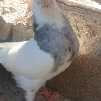 کبوتر طوقی