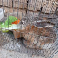 خرگوش معاوضه با مرغ یا عروس هلندی