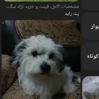 سگ بازیگوش