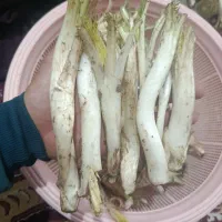 کنگر پاک شده