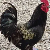 قربانی مرغ سفید خروس سیاه خون