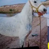 اسب