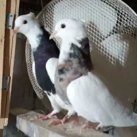 طوقی ساده|پرنده|گلپایگان, |دیوار