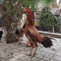 خروس لاری