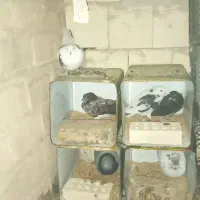 فروش بچه کفتر ساعتی بپر