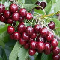 خرید نهال آلبالو پربارسیگانی نهالستان آرمین قاسمی