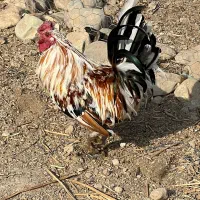 خروس گلین|حیوانات مزرعه|ورامین, قويينک زهری|دیوار