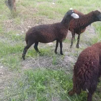 بره  نر و ماده|حیوانات مزرعه|گرگان, |دیوار