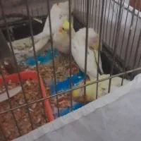 جوجه عروس هلندی