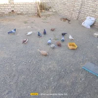 کفتر|پرنده|زاوه, |دیوار