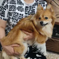 پامر خرسی عروسکی ماده یک ساله اماده جفت گیری