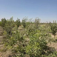 باغچه سهیلیه زعفرانیه|فروش زمین و ملک کلنگی|رامجین, |دیوار