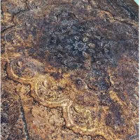 فرش ماشینی دیبا ، کلکسیونC5776 سری|فرش|آستارا, |دیوار