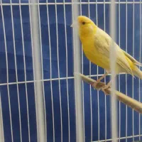 قناری زیتونی نر مست دهن سهره|پرنده|مشهد, تلگرد|دیوار