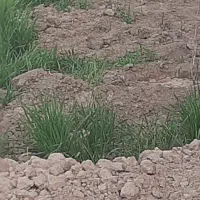 زمین-ملک-باغ-مسکونی-تجاری