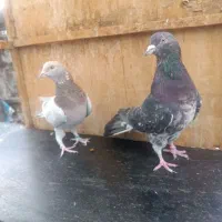 سرور‌پرشی|پرنده|ری, تقی آباد|دیوار