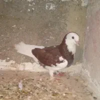 کبوتر فقط معامله