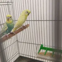 جفت مرغ عشق مولد رنگ خاص