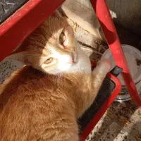 گربه نارنجی  گمشده|حیوانات|لنگرود, |دیوار