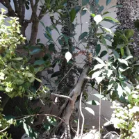 هویا بزرگ بنسای ژاپنی رتوزا|گل و گیاه طبیعی|رشت, باهنر|دیوار