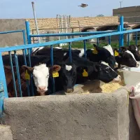 گاو تلیسه گوساله ماده هلشتاین صنعتی