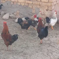 خروس برای قربانی و نگهداری|حیوانات مزرعه|معصومیه, |دیوار